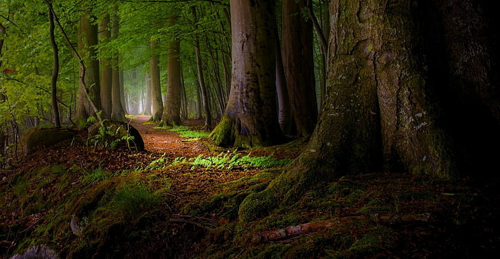 Forest Landscape Photography, night, grass, no people, branch Free HD Wallpaper