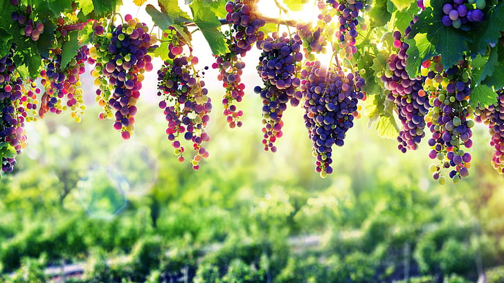 Grape Vine Transparent, grape, autumn, nature, agriculture Free HD Wallpaper