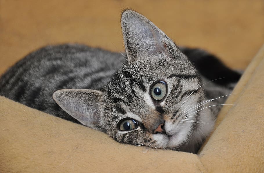 Grey Tabby Cat Facts, domestic animals, animal, one animal, whisker