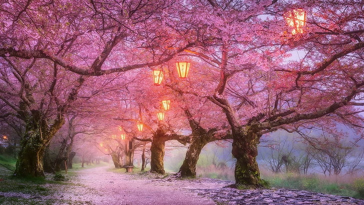 Japanese Blossom Tree, pathway, blossom, romantic, tree alley Free HD Wallpaper