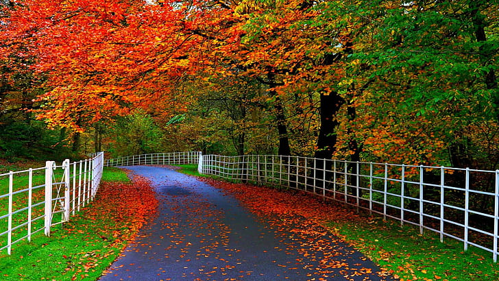 Most Beautiful Nature, beautiful, forests, natural, roads Free HD Wallpaper