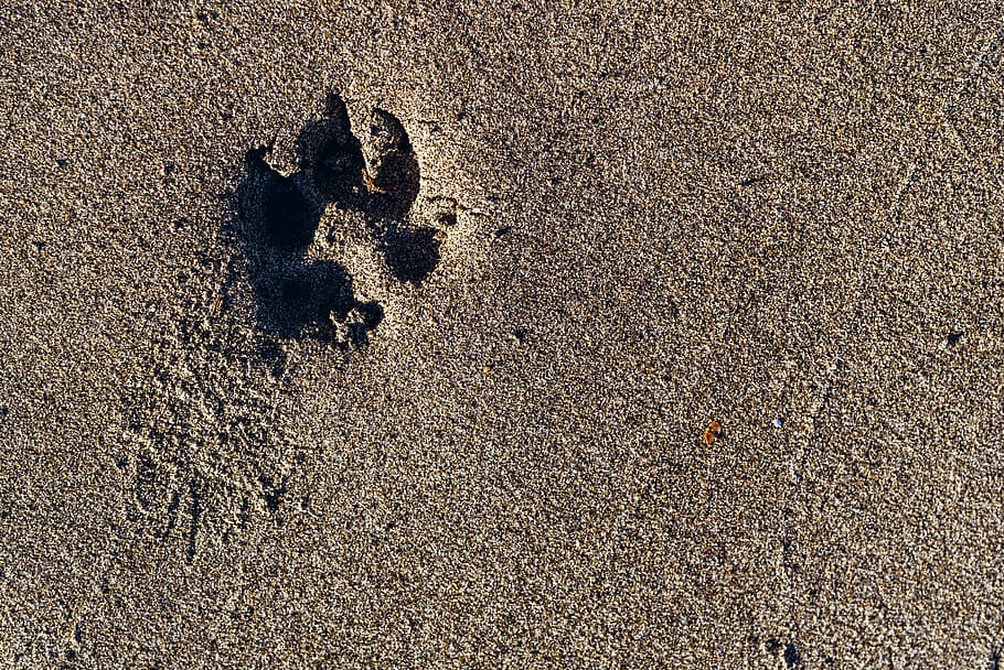 pattern, directly above, animal track, closeup Free HD Wallpaper