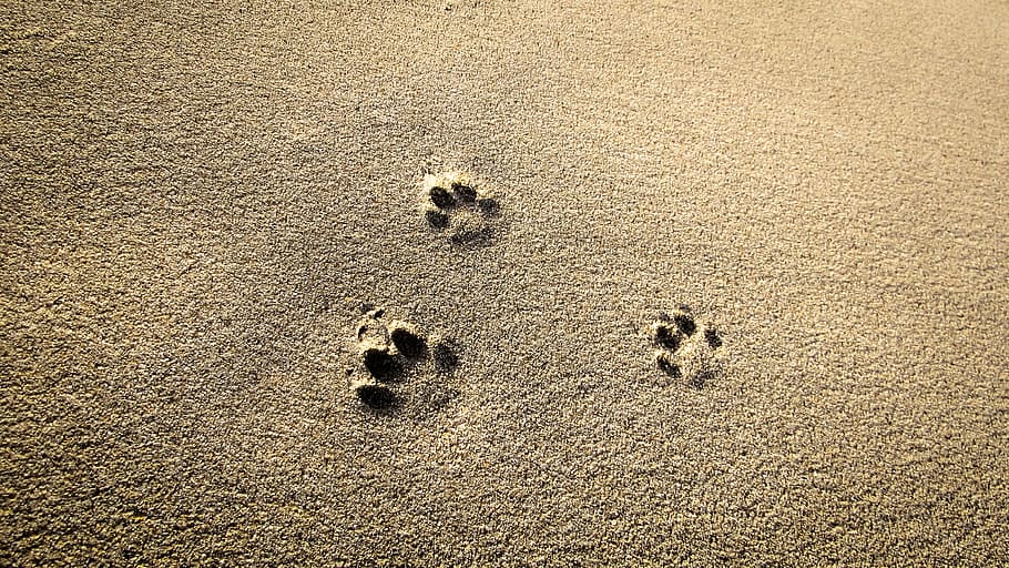 Paw Print Aesthetic, animal track, full frame, nature, tranquility