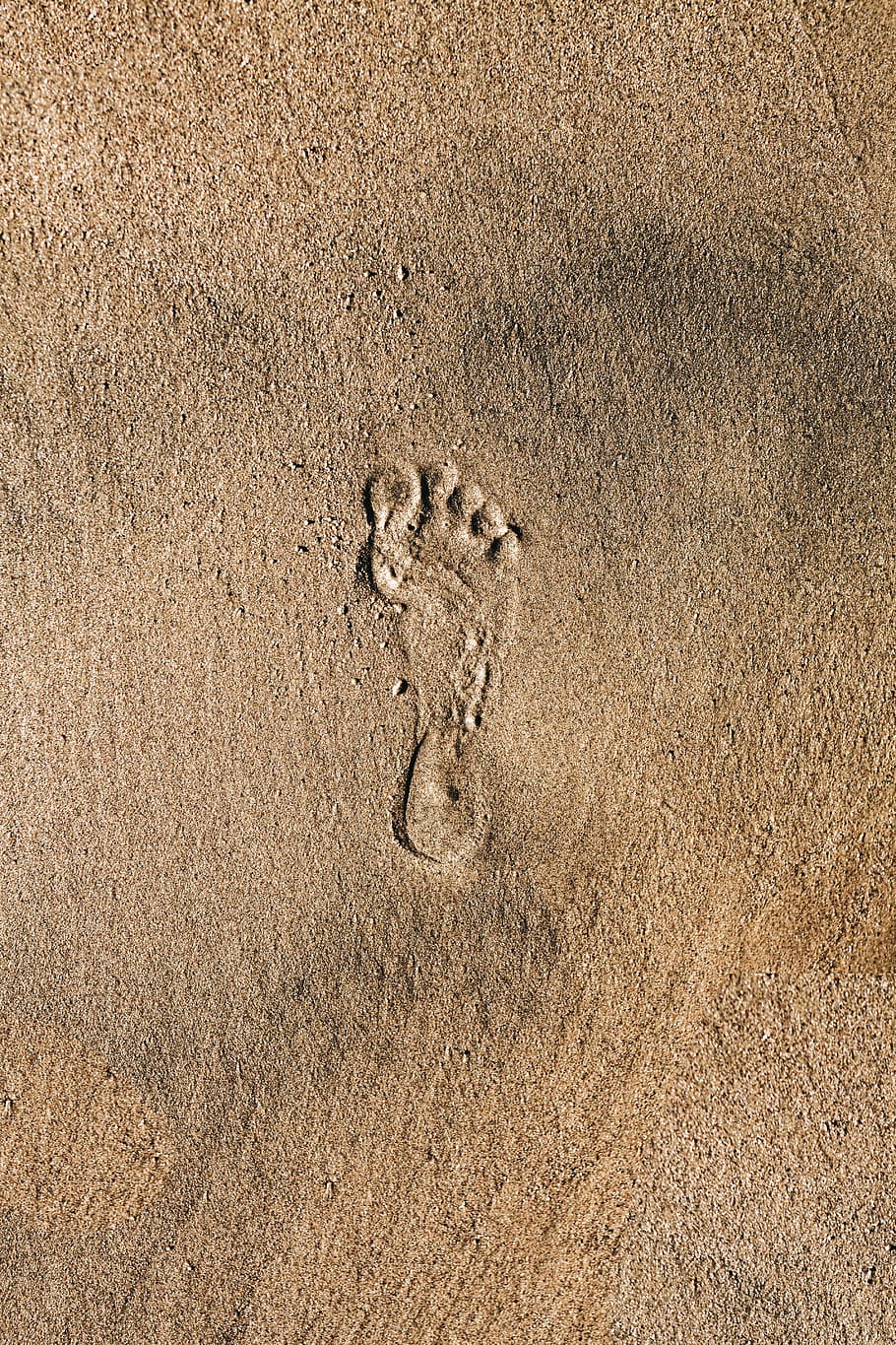 paw print, nature, no people, animal track Free HD Wallpaper