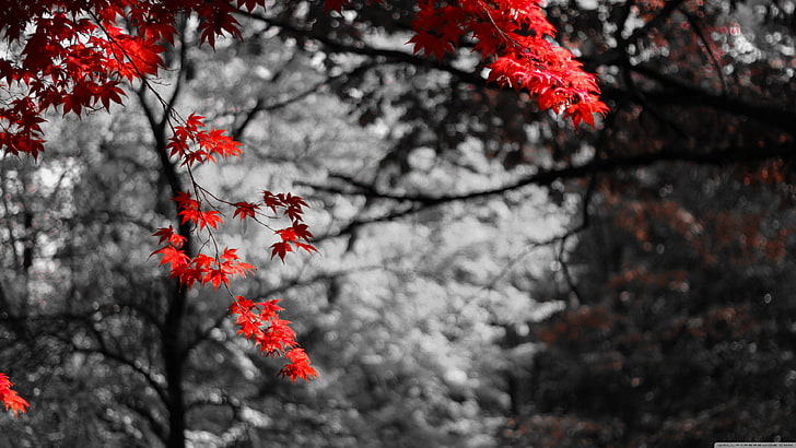 Red Maple Leaf, japan, october, no people, springtime Free HD Wallpaper