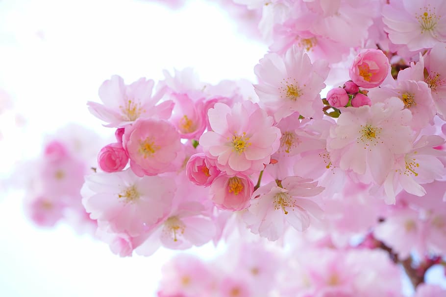 Sakura Flower Meaning, flower head, flowering time, ornamental cherry, closeup Free HD Wallpaper
