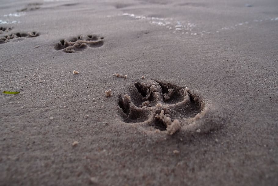 sea, footprints in the sand, closeup, land Free HD Wallpaper