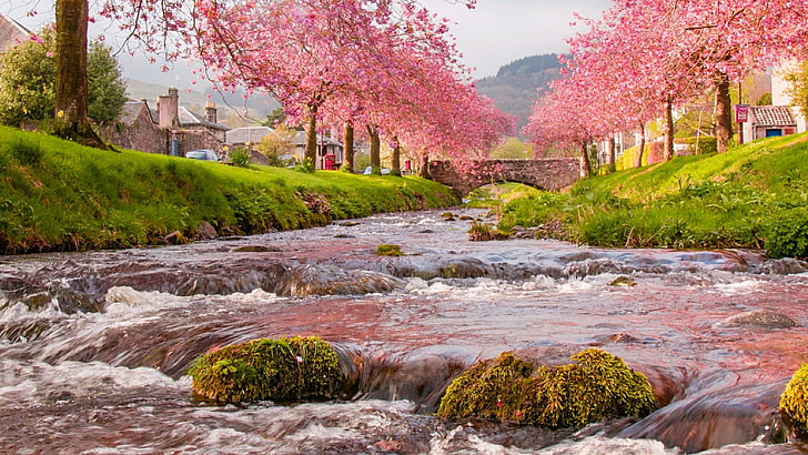 Spring Cherry Blossom, bridge, landscape, sakura blossom, plant