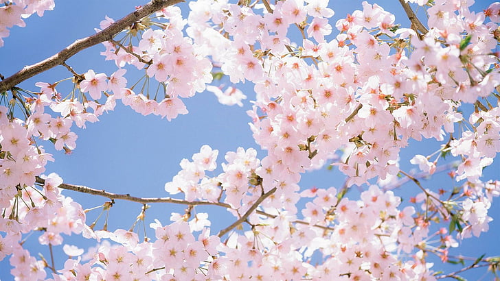 Spring Flowers, sunny, blossom, cherry, sakura blossom Free HD Wallpaper
