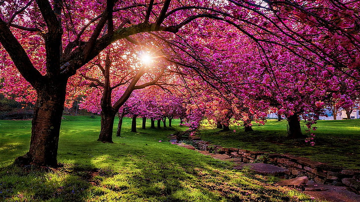 Spring Nature Scenery, branch, leaf, flora, cherry blossom Free HD Wallpaper