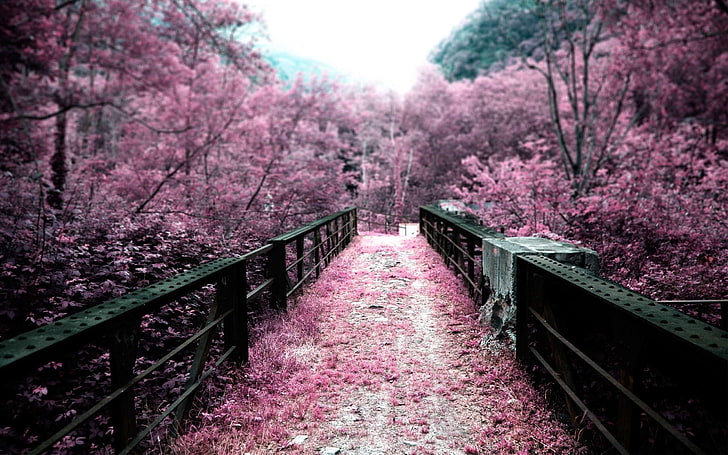 Tokyo Cherry Blossoms, bridge  man made structure, plant, flowering plant, footbridge Free HD Wallpaper