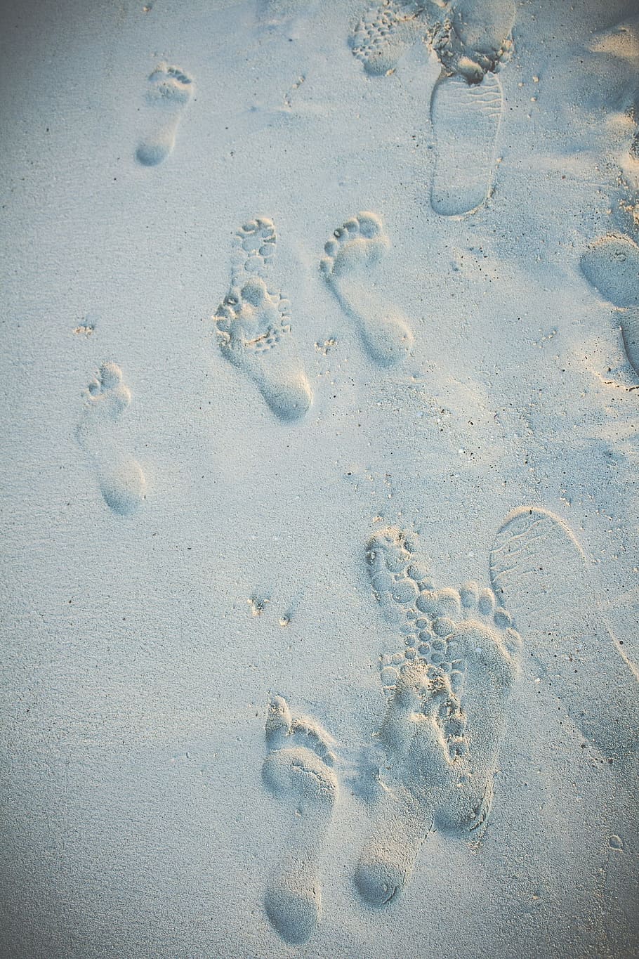 Wild Animal Footprints Chart, nature, track  imprint, animal track, beaches Free HD Wallpaper