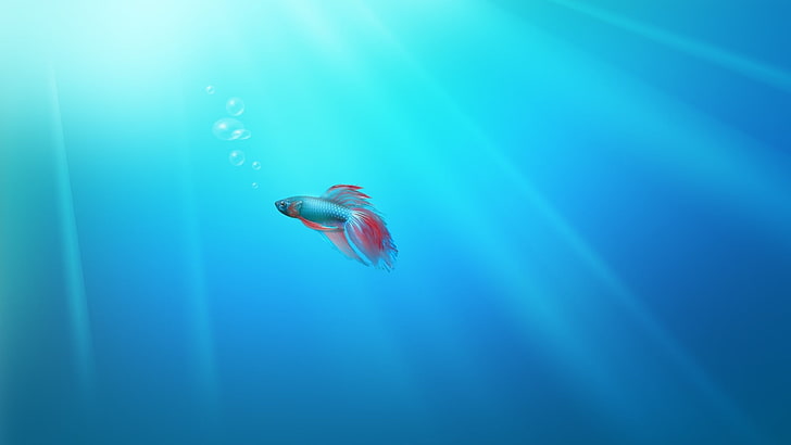 Windows XP Fish, cyan, blue, animals in the wild, marine Free HD Wallpaper