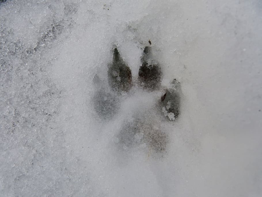 Wolf Paw Prints, high angle view, motion, winter, white