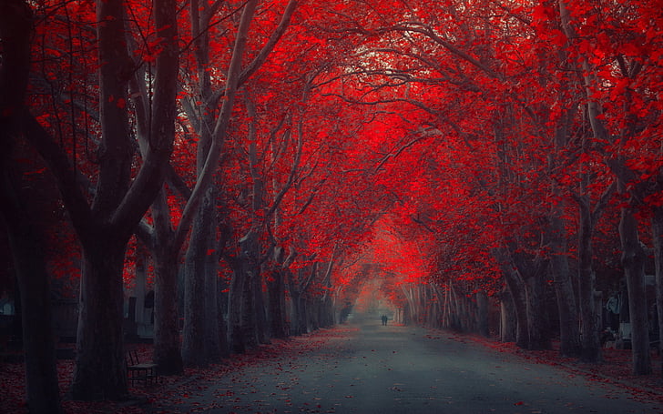 Abstract Tree Paintings, people, red, romance, nature