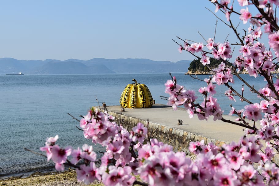 Aesthetic Cherry Blossom Japanese, polkadots, vulnerability, mountain, fragility