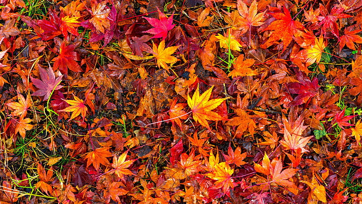 Autumn Leaves PowerPoint, red, autumn leaves, autumn, leaves Free HD Wallpaper