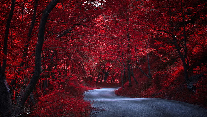 Autumnal Forest, forest, deciduous, woodland, crimson forests