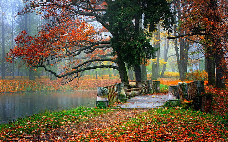 Beautiful Photography Ideas, Park scenery, leaves, scenery, park Free HD Wallpaper