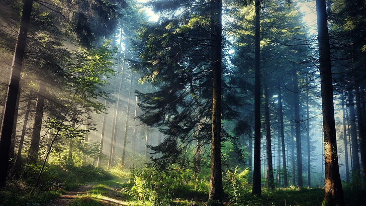 Beautiful White Pine Tree, mystery, fairy tale, wilderness area, rural scene Free HD Wallpaper