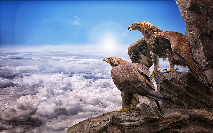 Birds of Prey, sky, animals, animal, roc Free HD Wallpaper