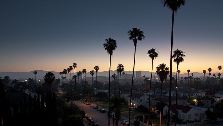 California Fan Palm Tree, sunrise  dawn, sunset, travel, california