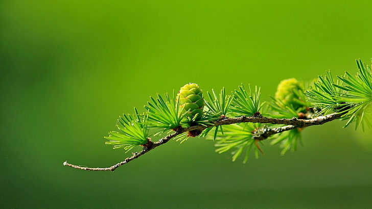 Christmas Pine Branch, closeup, color image, green background, tranquility Free HD Wallpaper