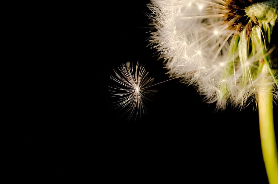 Dandelion Drawing Black and White, flower head, white color, studio shot, inflorescence