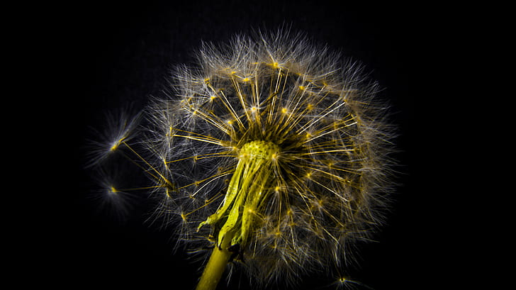 Dandelion Metal Art, daffodil, bright, explore, detail Free HD Wallpaper