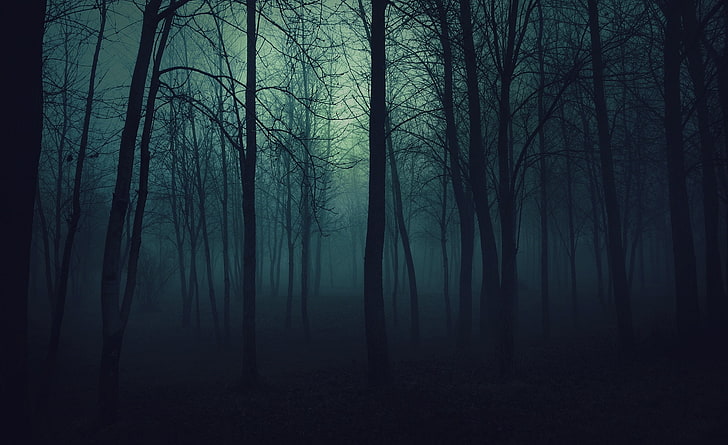 Dark Forest Scenery, mystery, hazy, tranquil scene, illustration Free HD Wallpaper