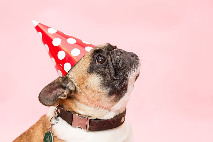 Dog Birthday, indoors, pets, purebred dog, mammal Free HD Wallpaper