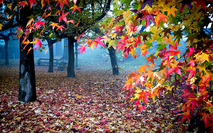 Fall Scenes Beautiful Nature, natrue, branch, maple leaf, day