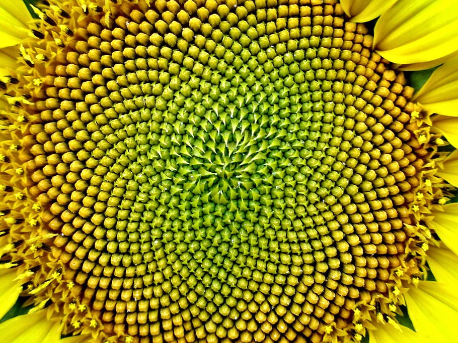 Fibonacci Galaxy, flowering plant, math, geometric, springtime Free HD Wallpaper