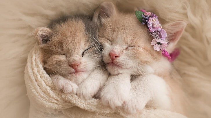 Fluffy Kittens, funny, cute, cat,, tabby Free HD Wallpaper