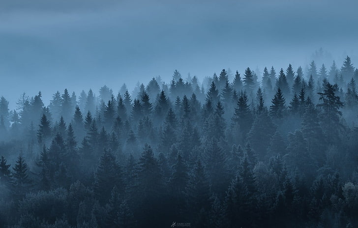 Forest Landscape Winter, no people, nonurban scene, sky, winter Free HD Wallpaper
