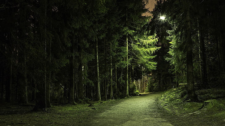 Forest Pine Trees at Night, diminishing perspective, scenics  nature, pine trees, road Free HD Wallpaper