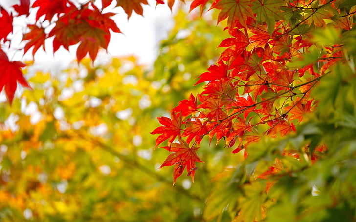 Fotos Full HD, selective focus, plant, closeup, tablet