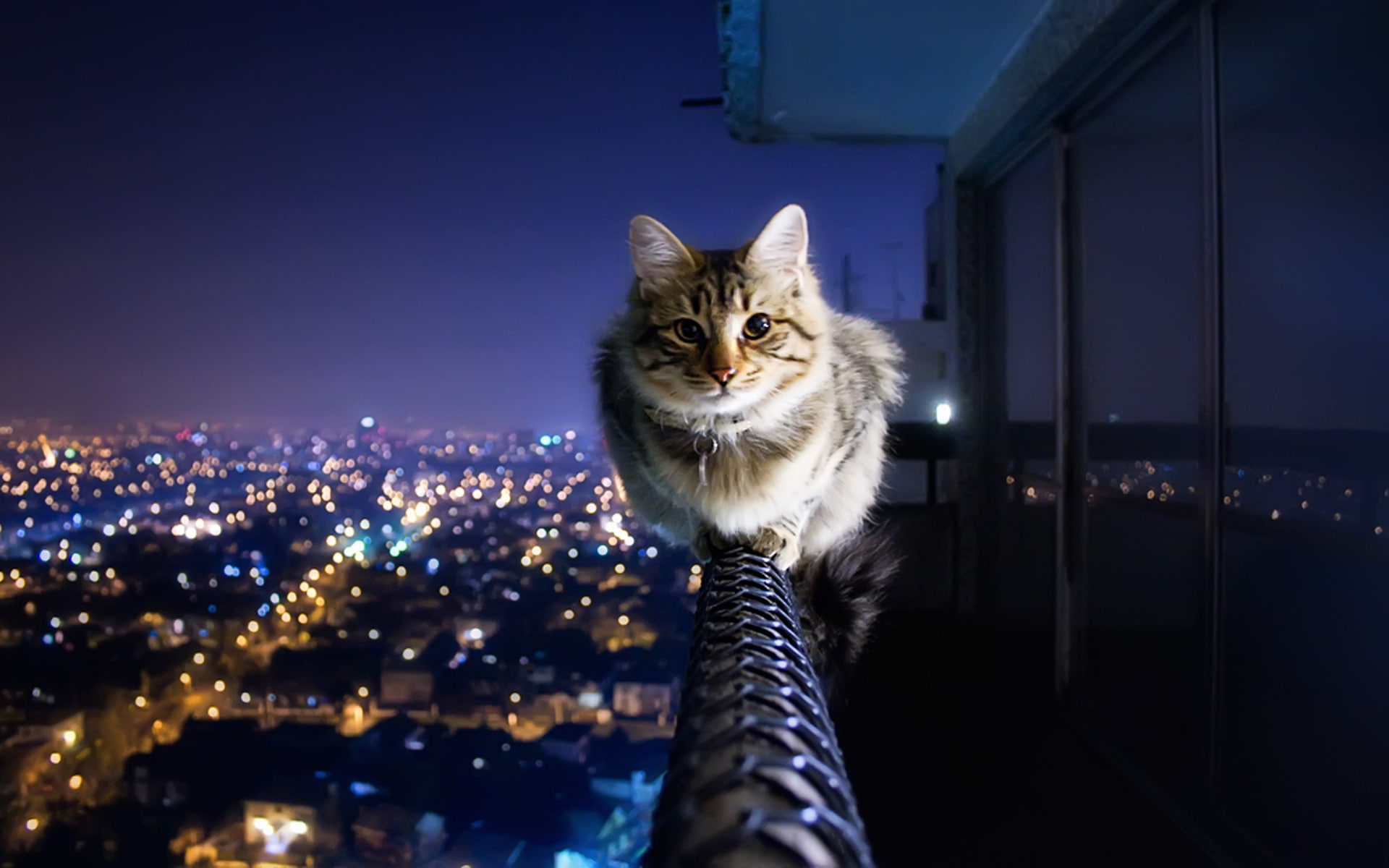 Funny Cat Faces, animal, cute cat, cat, kitten