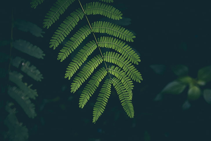 Green Plant, sunlight, pattern, tranquility, fern