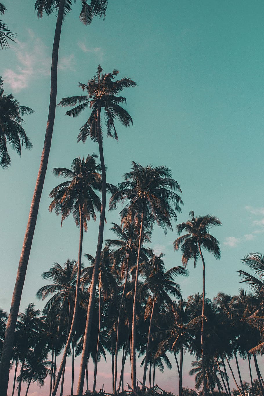 Hawaii Coconut Trees, day, palm leaf, trunk, outdoors