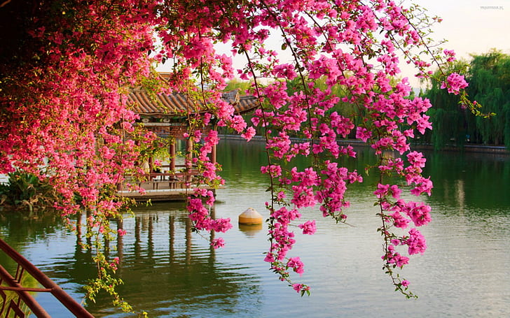 Hot Pink Spring Flowers, park, pink, spring, flowers Free HD Wallpaper