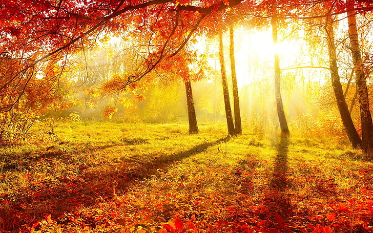 Leaves Animation, beautiful, red, photo, trees Free HD Wallpaper