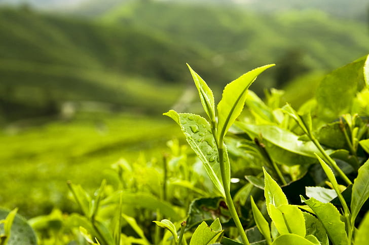 Loose Leaf Green Tea, freshness, certification, agriculture, ams Free HD Wallpaper