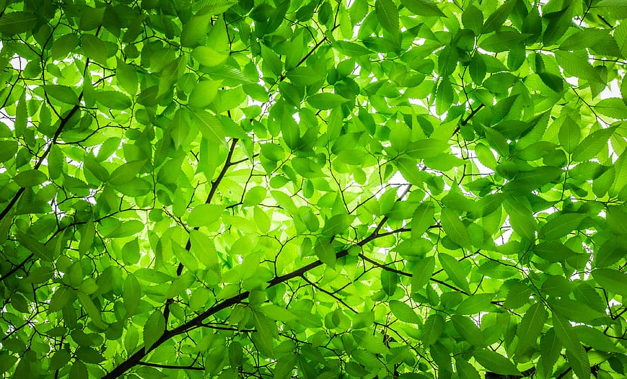 Maple Tree No Leaves, lush foliage, freshness, plant part, greenness Free HD Wallpaper