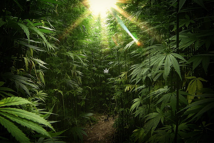 Marijuana, weed, trippy, rasta, reggae Free HD Wallpaper