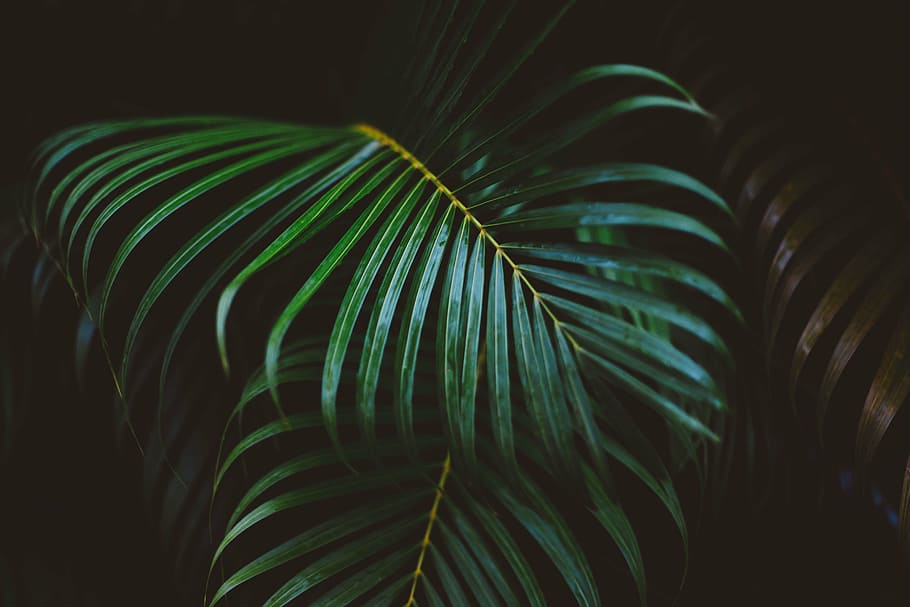 Palm Tree Looking Plant, no people, rainforest, night, growth Free HD Wallpaper