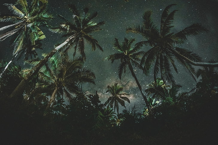 Palm Tree Philippines, trees, day, idyllic, tranquil scene