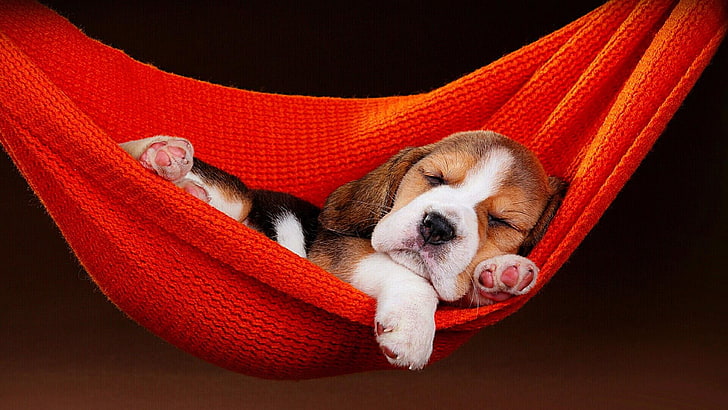 Pet Hammock, hammock, sleeping, cute, doggy Free HD Wallpaper