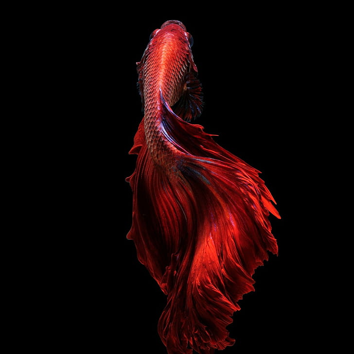 Poisson Tropical, animal themes, side view, water, red Free HD Wallpaper