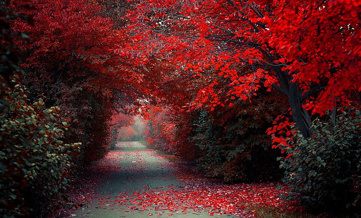 Red Nature, branch, nonurban scene, change, single lane road Free HD Wallpaper